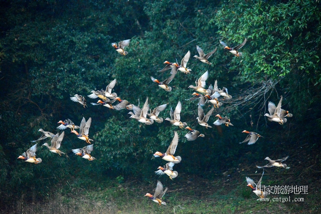 進入初冬，大批野生鴛鴦陸續(xù)飛抵江西婺源縣賦春鎮(zhèn)鴛鴦湖越冬，小精靈們在湖面上或相互依偎、卿卿我我；或隨波逐流、嬉戲打鬧，悠閑自在生活在青山綠水之間，優(yōu)良的水域和豐富的湖畔闊葉林，為鴛鴦過冬提供良好生存環(huán)境，婺源鴛鴦湖已成為亞洲最大的野生鴛鴦越冬棲息地。（攝于12月4日下午）