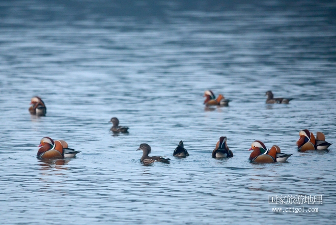 進入初冬，大批野生鴛鴦陸續(xù)飛抵江西婺源縣賦春鎮(zhèn)鴛鴦湖越冬，小精靈們在湖面上或相互依偎、卿卿我我；或隨波逐流、嬉戲打鬧，悠閑自在生活在青山綠水之間，優(yōu)良的水域和豐富的湖畔闊葉林，為鴛鴦過冬提供良好生存環(huán)境，婺源鴛鴦湖已成為亞洲最大的野生鴛鴦越冬棲息地。（攝于12月4日下午）